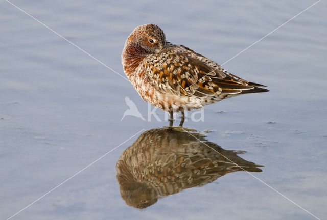 Krombekstrandloper (Calidris ferruginea)