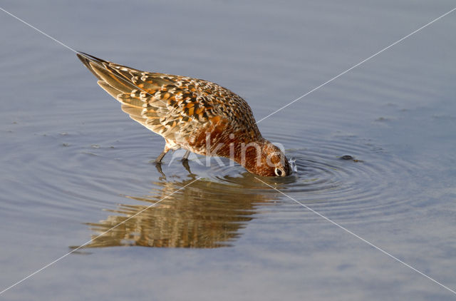 Curlew Sandpiper (Calidris ferruginea)