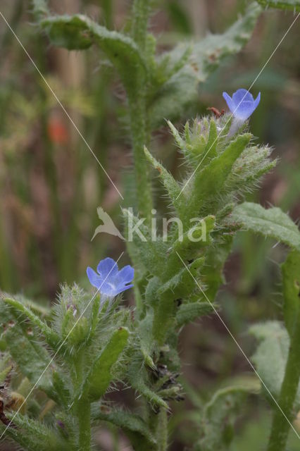 Kromhals (Anchusa arvensis)