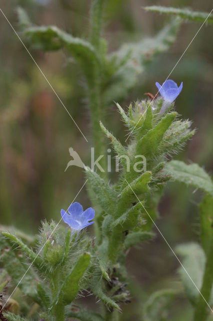 Kromhals (Anchusa arvensis)