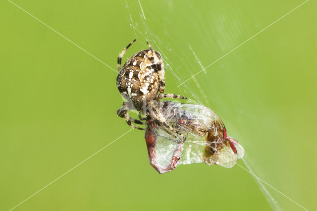European Garden Spider (Araneus diadematus)