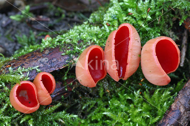 Krulhaarkelkzwam (Sarcoscypha austriaca)