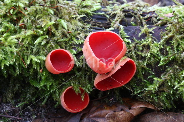 Krulhaarkelkzwam (Sarcoscypha austriaca)