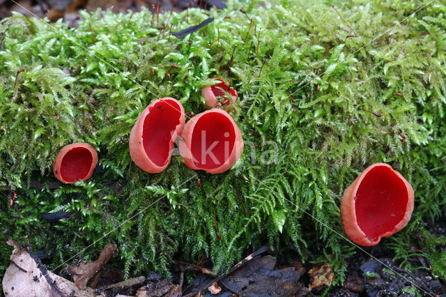 Krulhaarkelkzwam (Sarcoscypha austriaca)