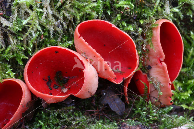 Krulhaarkelkzwam (Sarcoscypha austriaca)