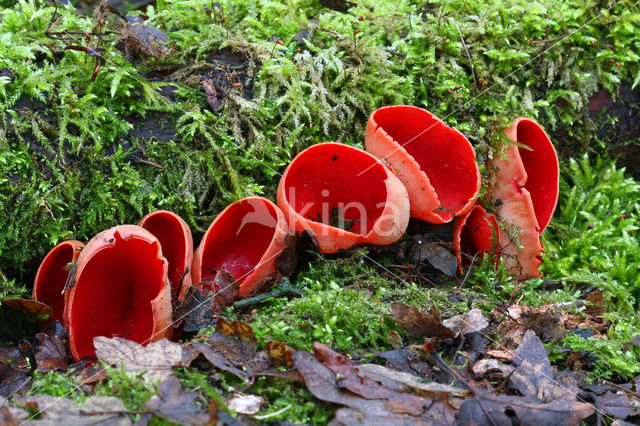 Krulhaarkelkzwam (Sarcoscypha austriaca)