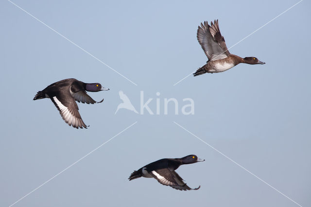 Tufted Duck (Aythya fuligula)