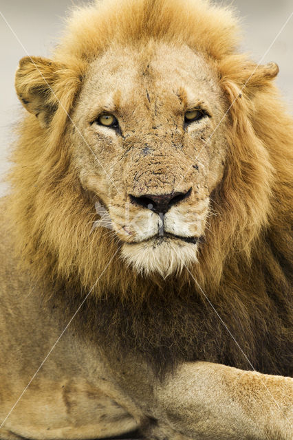 Lion (Panthera leo)