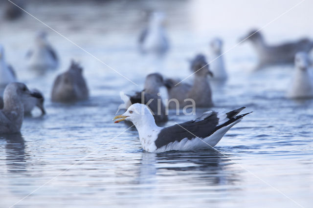 Slaty-backed Gull (Larus schistisagus)