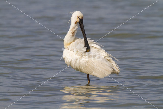 Lepelaar (Platalea leucorodia)