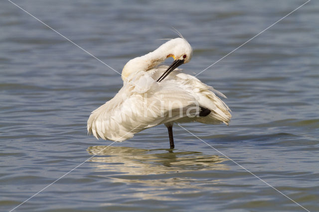 Eurasian Spoonbill (Platalea leucorodia)