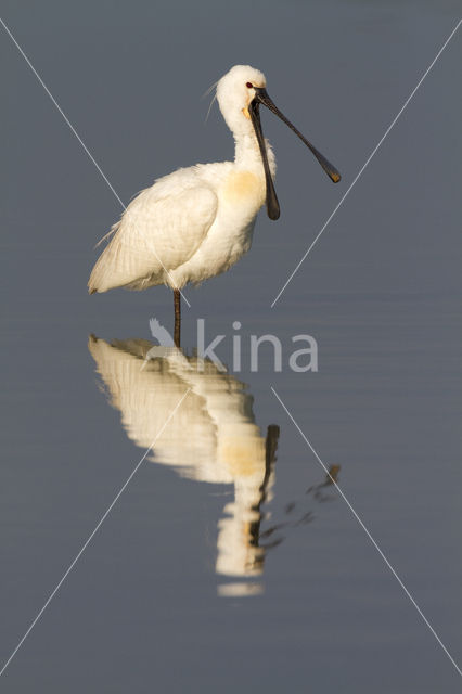 Lepelaar (Platalea leucorodia)