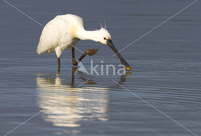 Eurasian Spoonbill (Platalea leucorodia)