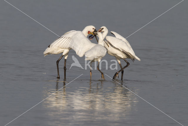 Eurasian Spoonbill (Platalea leucorodia)