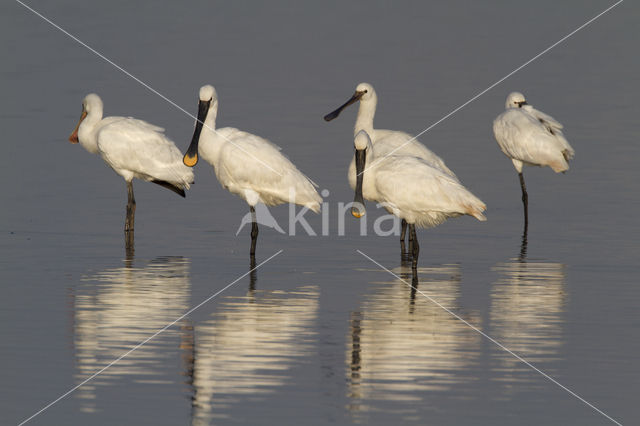 Eurasian Spoonbill (Platalea leucorodia)