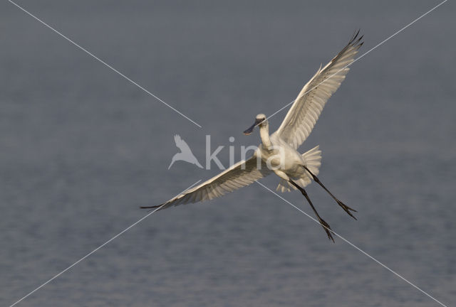 Eurasian Spoonbill (Platalea leucorodia)