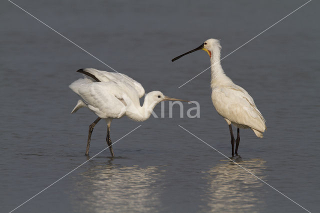 Lepelaar (Platalea leucorodia)