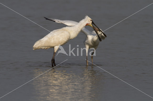 Lepelaar (Platalea leucorodia)