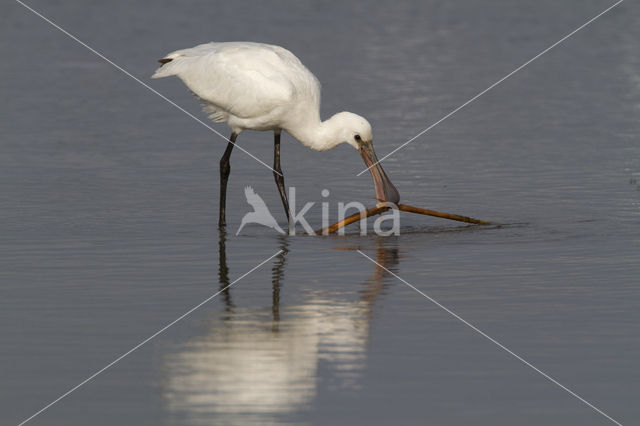 Lepelaar (Platalea leucorodia)