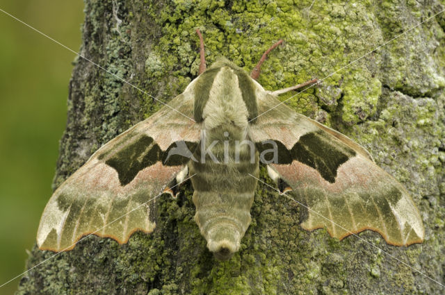 Lime Hawk-moth (Mimas tiliae)