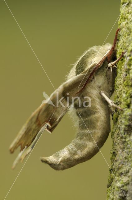 Lime Hawk-moth (Mimas tiliae)