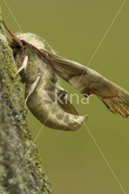 Lindepijlstaart (Mimas tiliae)