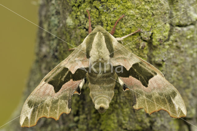 Lime Hawk-moth (Mimas tiliae)