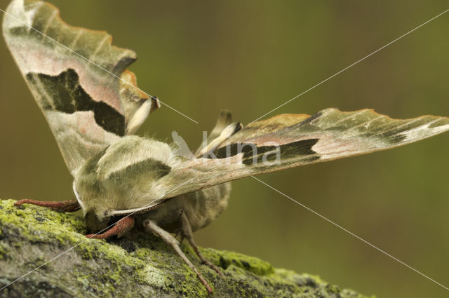 Lime Hawk-moth (Mimas tiliae)