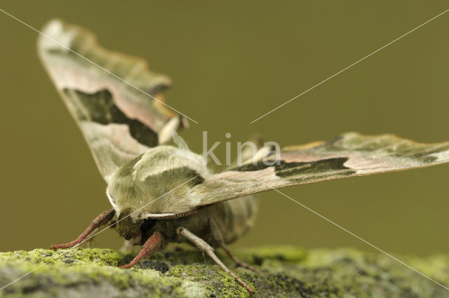 Lime Hawk-moth (Mimas tiliae)