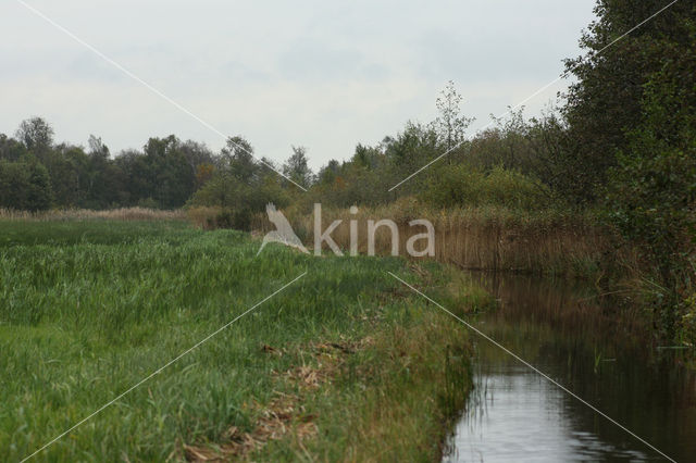 Loosdrechtse plassen