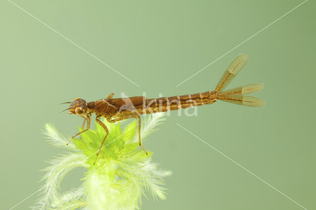 Irish Damselfly (Coenagrion lunulatum)