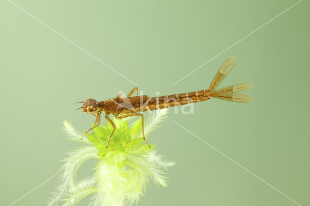 Irish Damselfly (Coenagrion lunulatum)