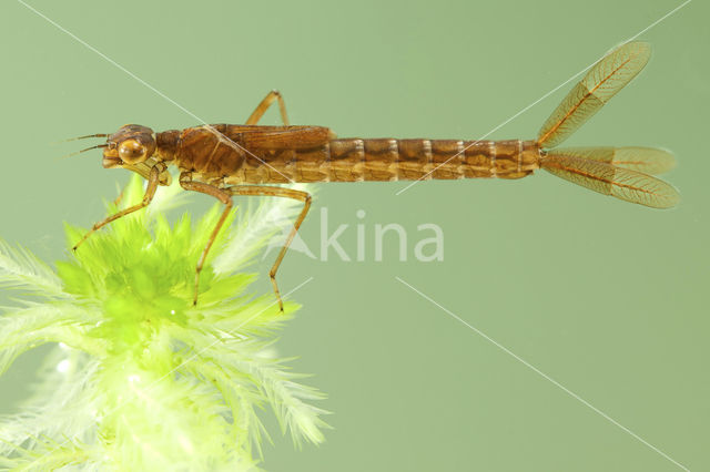 Maanwaterjuffer (Coenagrion lunulatum)