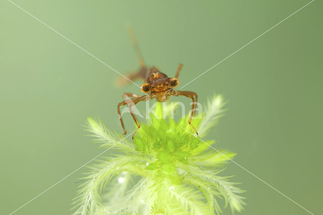 Irish Damselfly (Coenagrion lunulatum)