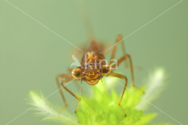 Irish Damselfly (Coenagrion lunulatum)