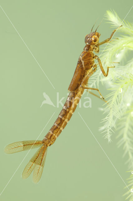 Irish Damselfly (Coenagrion lunulatum)