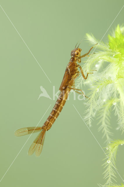 Maanwaterjuffer (Coenagrion lunulatum)