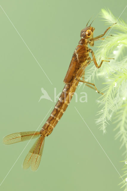 Maanwaterjuffer (Coenagrion lunulatum)