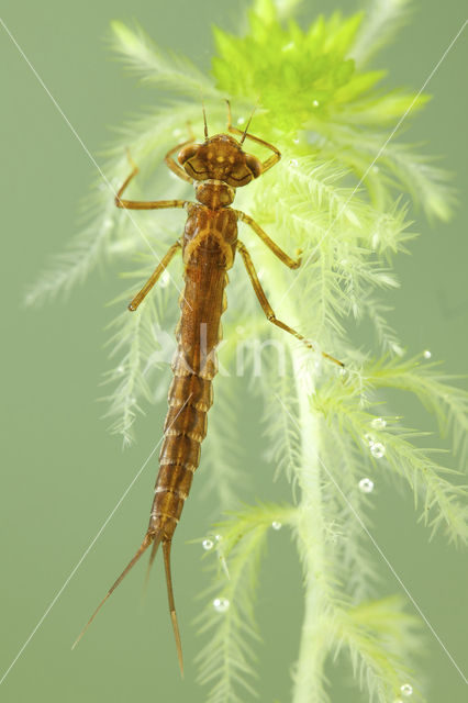 Irish Damselfly (Coenagrion lunulatum)