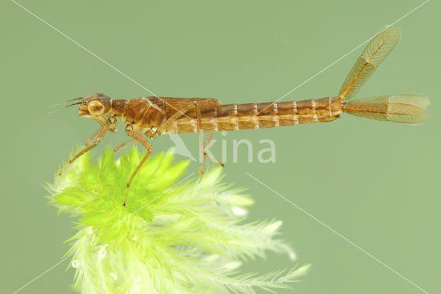 Maanwaterjuffer (Coenagrion lunulatum)