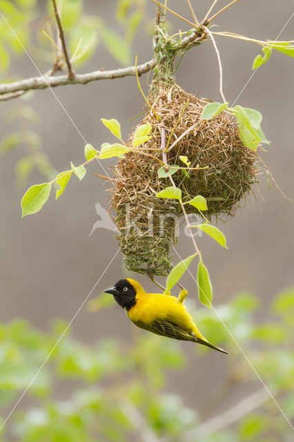 Maskerwever (Ploceus velatus)