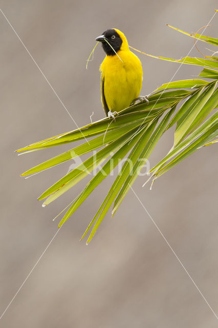 Maskerwever (Ploceus velatus)