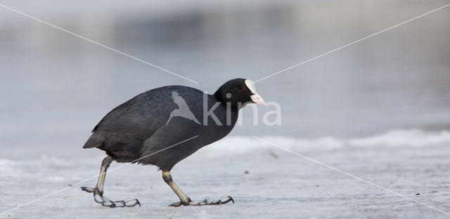 Common Coot (Fulica atra)