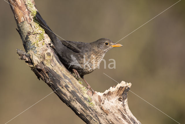 Eurasian Blackbird (Turdus merula)