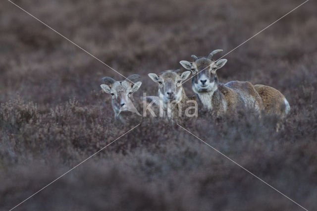 Mouflon (Ovis musimon)