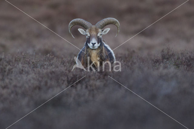 Mouflon (Ovis musimon)
