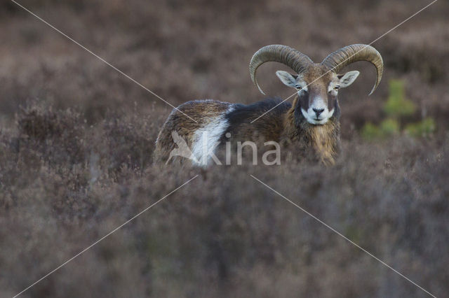 Mouflon (Ovis musimon)