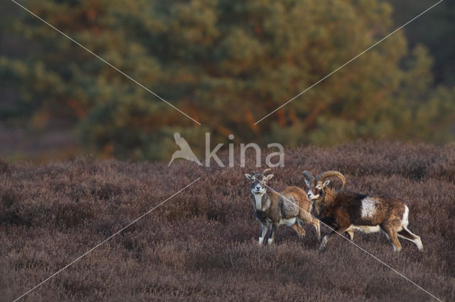 Mouflon (Ovis musimon)