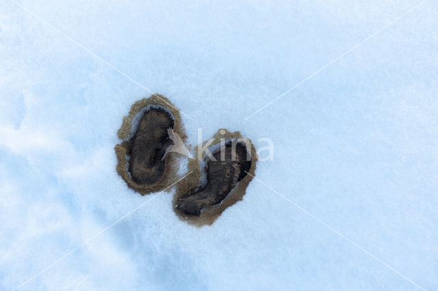 Moerassneeuwhoen (Lagopus lagopus)