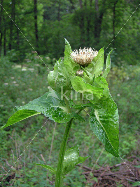Cabbage Thistle (Cirsium oleraceum)